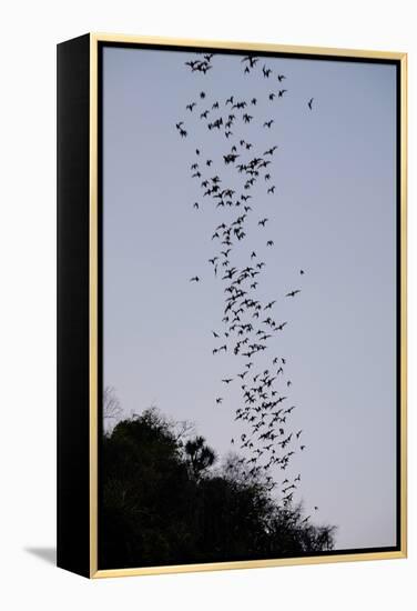 Bats Cave, Battambang, Battambang Province, Cambodia, Indochina, Southeast Asia, Asia-Nathalie Cuvelier-Framed Premier Image Canvas