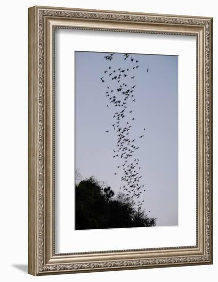 Bats Cave, Battambang, Battambang Province, Cambodia, Indochina, Southeast Asia, Asia-Nathalie Cuvelier-Framed Photographic Print