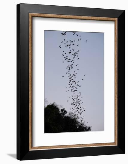 Bats Cave, Battambang, Battambang Province, Cambodia, Indochina, Southeast Asia, Asia-Nathalie Cuvelier-Framed Photographic Print