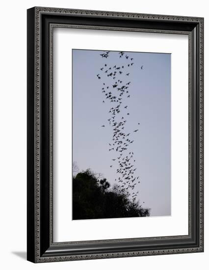 Bats Cave, Battambang, Battambang Province, Cambodia, Indochina, Southeast Asia, Asia-Nathalie Cuvelier-Framed Photographic Print