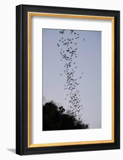 Bats Cave, Battambang, Battambang Province, Cambodia, Indochina, Southeast Asia, Asia-Nathalie Cuvelier-Framed Photographic Print