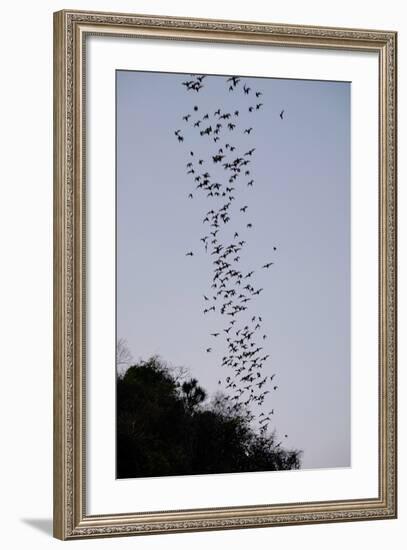 Bats Cave, Battambang, Battambang Province, Cambodia, Indochina, Southeast Asia, Asia-Nathalie Cuvelier-Framed Photographic Print