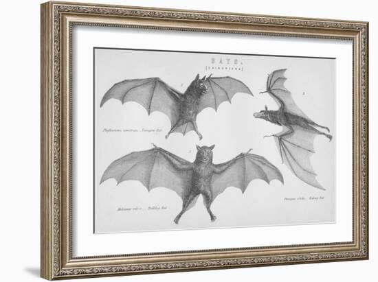 Bats. (Chiroptera), 1885-null-Framed Giclee Print