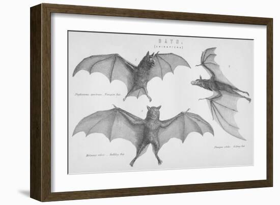 Bats. (Chiroptera), 1885-null-Framed Giclee Print