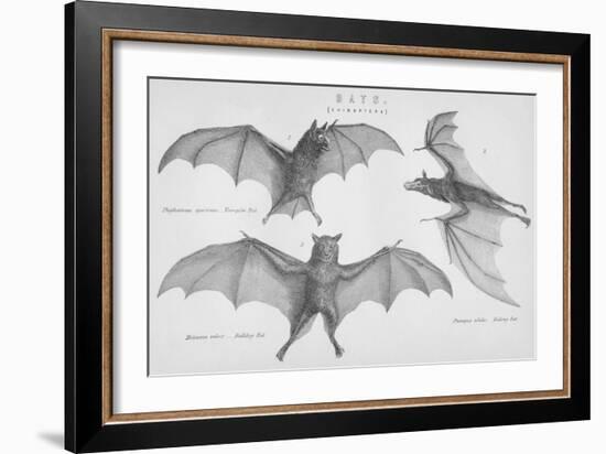 Bats. (Chiroptera), 1885-null-Framed Giclee Print