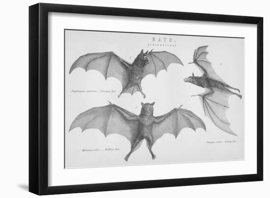 Bats. (Chiroptera), 1885--Framed Giclee Print