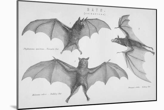 Bats. (Chiroptera), 1885-null-Mounted Giclee Print
