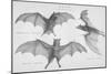 Bats. (Chiroptera), 1885-null-Mounted Giclee Print