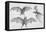 Bats. (Chiroptera), 1885-null-Framed Premier Image Canvas