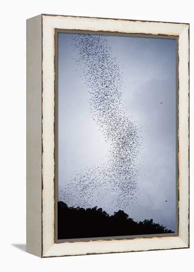 Bats Flying from Deer Cave at Dusk to Feed on Insects-Reinhard Dirscherl-Framed Premier Image Canvas