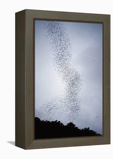 Bats Flying from Deer Cave at Dusk to Feed on Insects-Reinhard Dirscherl-Framed Premier Image Canvas