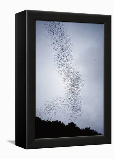 Bats Flying from Deer Cave at Dusk to Feed on Insects-Reinhard Dirscherl-Framed Premier Image Canvas