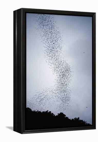 Bats Flying from Deer Cave at Dusk to Feed on Insects-Reinhard Dirscherl-Framed Premier Image Canvas