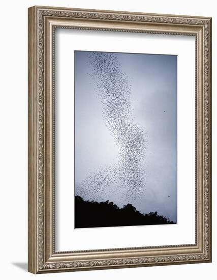 Bats Flying from Deer Cave at Dusk to Feed on Insects-Reinhard Dirscherl-Framed Photographic Print