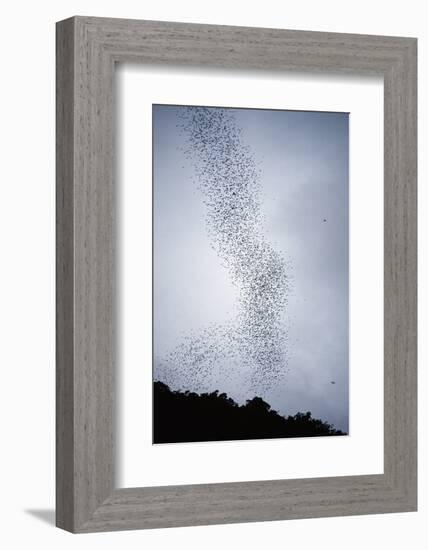 Bats Flying from Deer Cave at Dusk to Feed on Insects-Reinhard Dirscherl-Framed Photographic Print