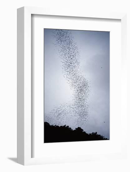 Bats Flying from Deer Cave at Dusk to Feed on Insects-Reinhard Dirscherl-Framed Photographic Print