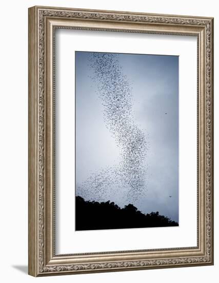 Bats Flying from Deer Cave at Dusk to Feed on Insects-Reinhard Dirscherl-Framed Photographic Print