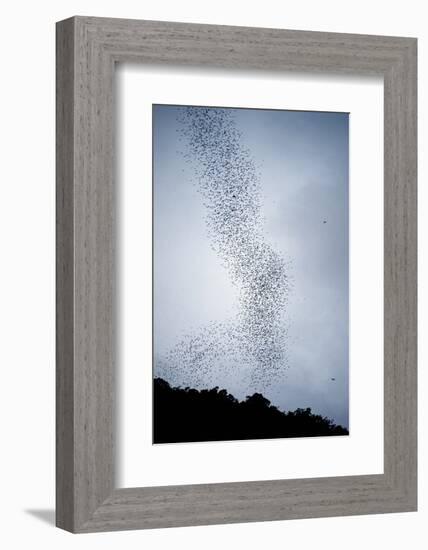 Bats Flying from Deer Cave at Dusk to Feed on Insects-Reinhard Dirscherl-Framed Photographic Print