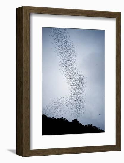 Bats Flying from Deer Cave at Dusk to Feed on Insects-Reinhard Dirscherl-Framed Photographic Print