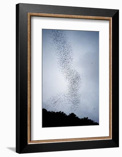 Bats Flying from Deer Cave at Dusk to Feed on Insects-Reinhard Dirscherl-Framed Photographic Print