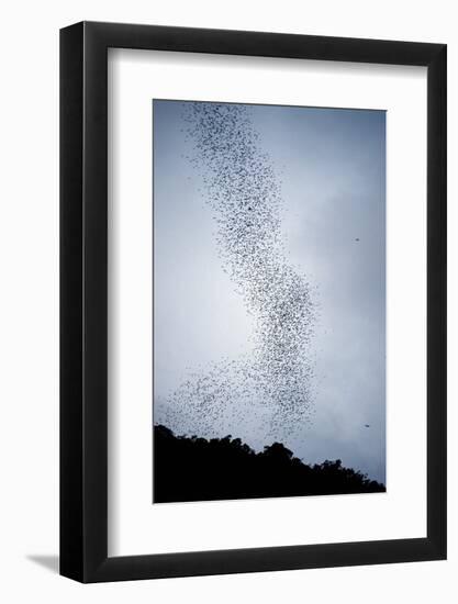 Bats Flying from Deer Cave at Dusk to Feed on Insects-Reinhard Dirscherl-Framed Photographic Print