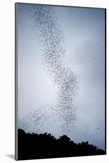 Bats Flying from Deer Cave at Dusk to Feed on Insects-Reinhard Dirscherl-Mounted Photographic Print