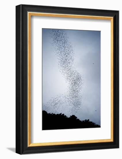 Bats Flying from Deer Cave at Dusk to Feed on Insects-Reinhard Dirscherl-Framed Photographic Print