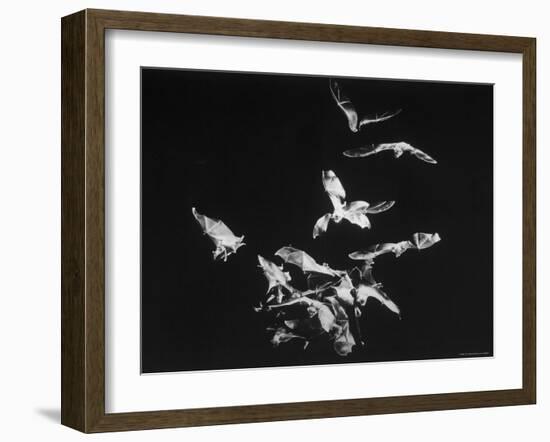 Bats Flying-Nina Leen-Framed Photographic Print