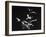 Bats Flying-Nina Leen-Framed Photographic Print