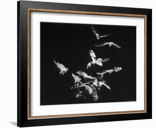 Bats Flying-Nina Leen-Framed Photographic Print