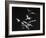 Bats Flying-Nina Leen-Framed Photographic Print