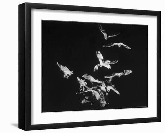 Bats Flying-Nina Leen-Framed Photographic Print