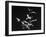 Bats Flying-Nina Leen-Framed Photographic Print