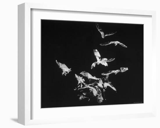 Bats Flying-Nina Leen-Framed Photographic Print