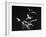 Bats Flying-Nina Leen-Framed Photographic Print