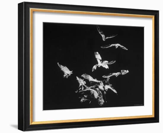 Bats Flying-Nina Leen-Framed Photographic Print