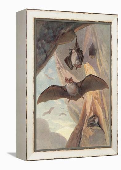 Bats in Cave-null-Framed Stretched Canvas