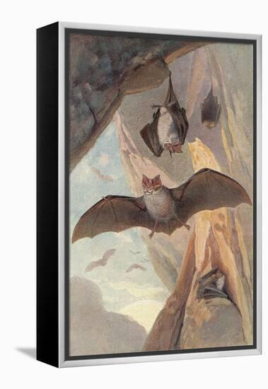 Bats in Cave-null-Framed Stretched Canvas