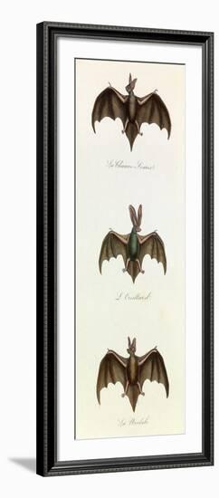 Bats, 'Quadrupeds', from De Buffon-Georges-Louis Leclerc-Framed Art Print