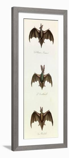 Bats, 'Quadrupeds', from De Buffon-Georges-Louis Leclerc-Framed Art Print