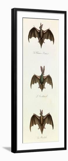 Bats, 'Quadrupeds', from De Buffon-Georges-Louis Leclerc-Framed Art Print