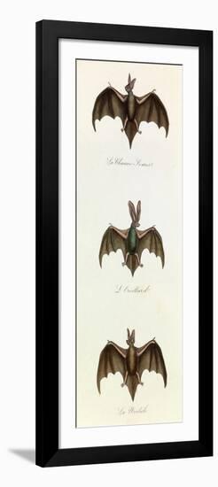 Bats, 'Quadrupeds', from De Buffon-Georges-Louis Leclerc-Framed Art Print