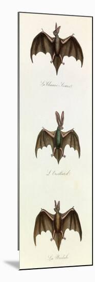 Bats, 'Quadrupeds', from De Buffon-Georges-Louis Leclerc-Mounted Art Print