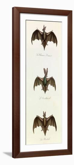 Bats, 'Quadrupeds', from De Buffon-Georges-Louis Leclerc-Framed Art Print