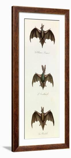 Bats, 'Quadrupeds', from De Buffon-Georges-Louis Leclerc-Framed Art Print