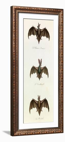 Bats, 'Quadrupeds', from De Buffon-Georges-Louis Leclerc-Framed Art Print