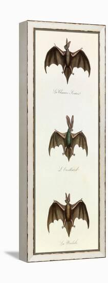 Bats, 'Quadrupeds', from De Buffon-Georges-Louis Leclerc-Framed Stretched Canvas