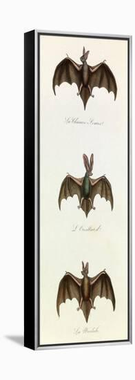Bats, 'Quadrupeds', from De Buffon-Georges-Louis Leclerc-Framed Stretched Canvas