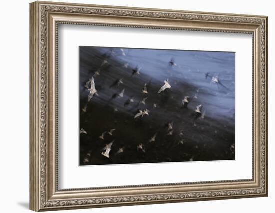 Bats (Several Species) Emerge from a Cave at Dusk. Calakmul Biosphere Reserve, Yucatan, Mexico-Kevin Schafer-Framed Photographic Print