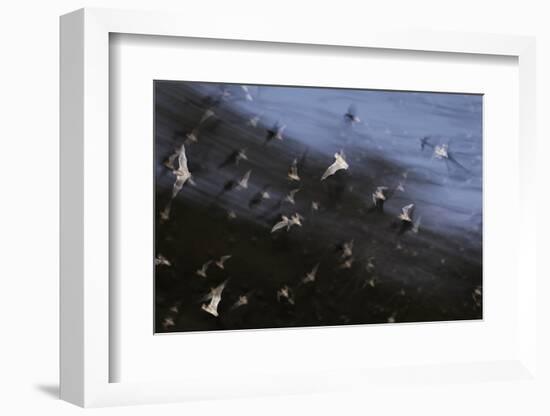 Bats (Several Species) Emerge from a Cave at Dusk. Calakmul Biosphere Reserve, Yucatan, Mexico-Kevin Schafer-Framed Photographic Print